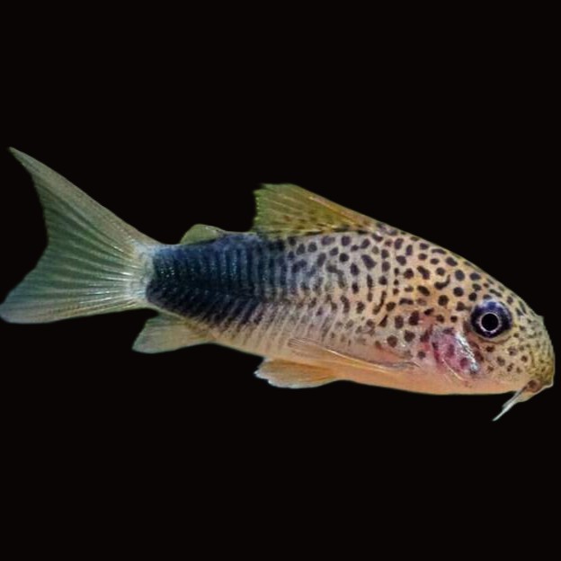 Corydoras similis-Pantsermeerval 2,5 cm